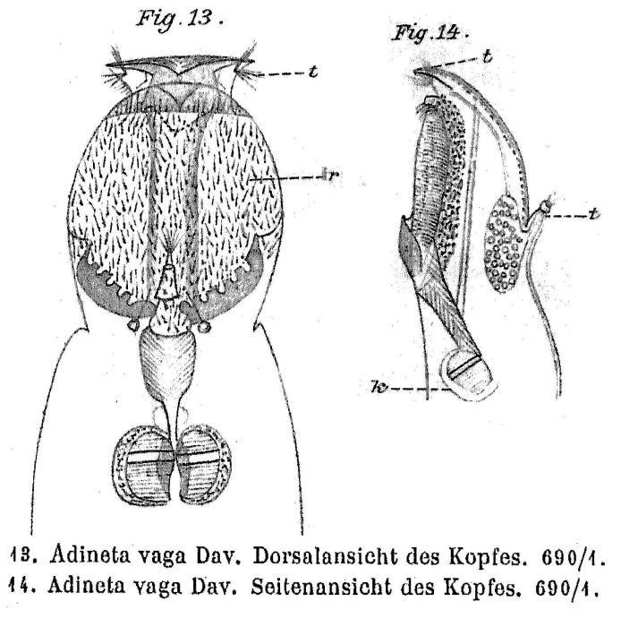 Adineta vaga Adineta vaga