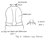 Adineta vaga