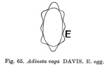 Adineta vaga