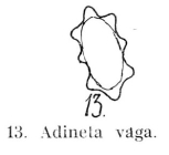 Adineta vaga