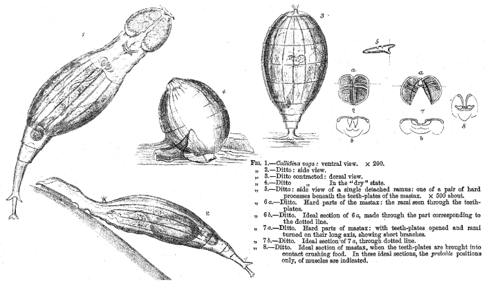 Adineta vaga - Original description image