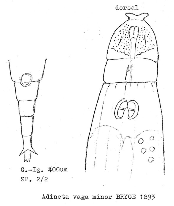 Adineta vaga minor
