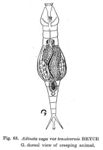 Adineta vaga tenuicornis