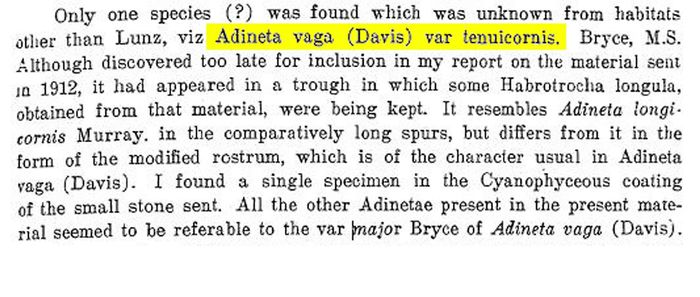 Adineta vaga tenuicornis - Original description image