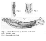 Albertia bernardi - Original description image