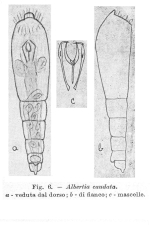 Albertia caudata - Original description image