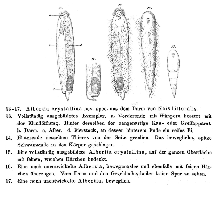 Albertia crystallina - Original description image