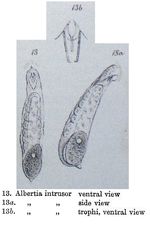 Albertia intrusor - Original description image