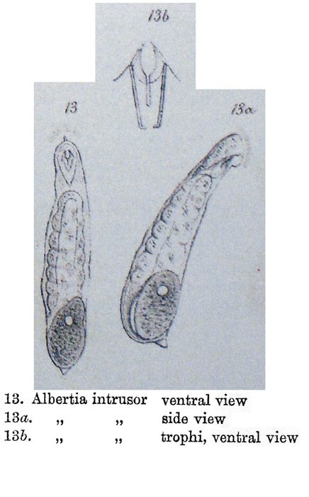 Albertia intrusor - Original description image