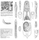 Albertia naidis
