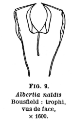 Albertia naidis