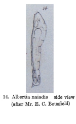 Albertia naidis - Original description image