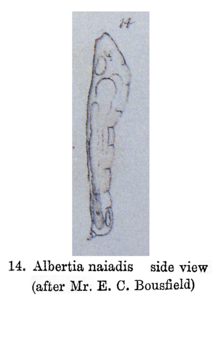 Albertia naidis - Original description image