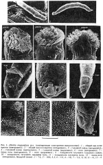 Albertia ovagranulata