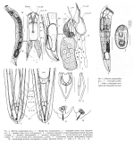 Albertia ovagranulata - Original description image