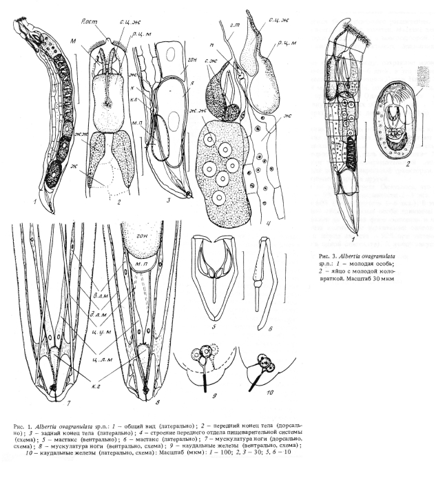 Albertia ovagranulata - Original description image