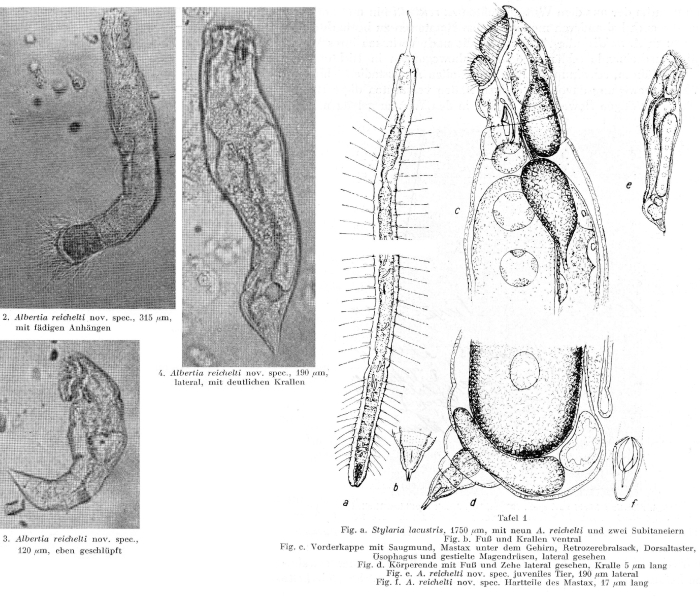 Albertia reicheltae - Original description image