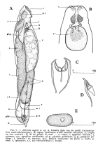 Albertia soyeri - Original description image