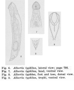 Albertia typhlina - Original description image