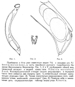 Albertia woronkowi - Original description image