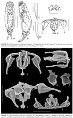 Allodicranophorus bulgaricus