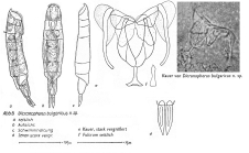 Allodicranophorus bulgaricus