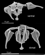 Allodicranophorus bulgaricus