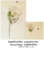 Amphibolidina megalotrocha - Original description image