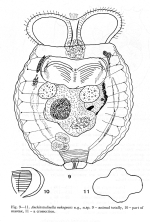 Anchitestudinella mekongensis - Original description image