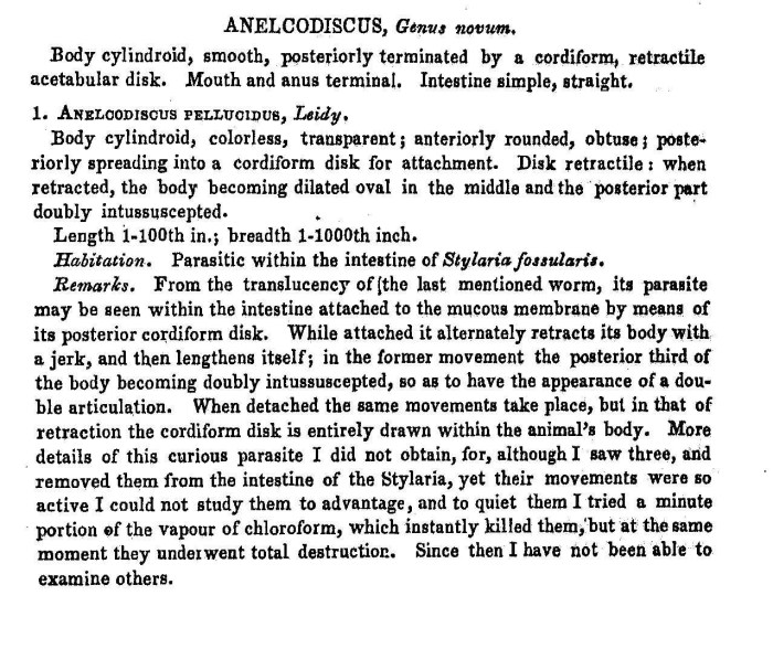 Anelcodiscus pellucidus - Original description image