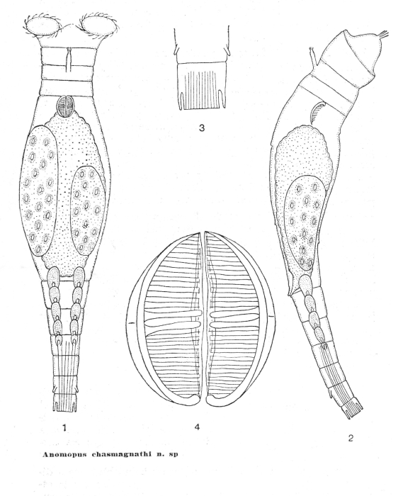 Anomopus chasmagnathi - Original description image
