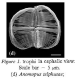 Anomopus telphusae