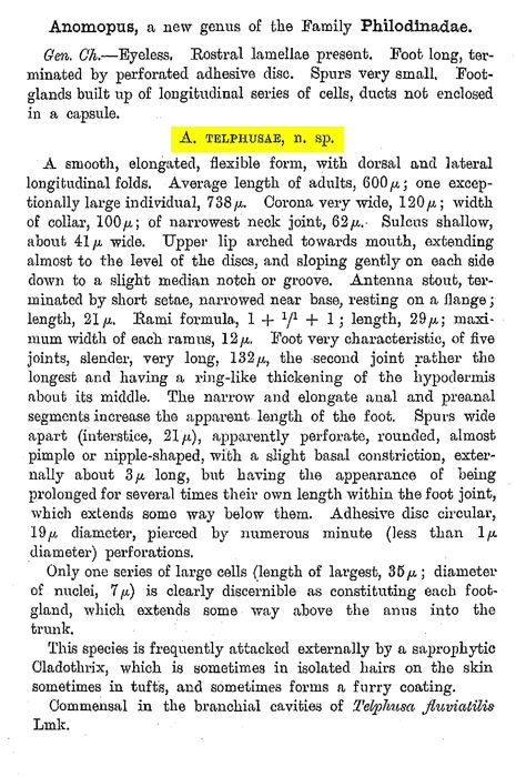 Anomopus telphusae - Original description image