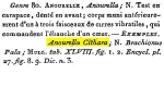 Anourella cithara - Original description image