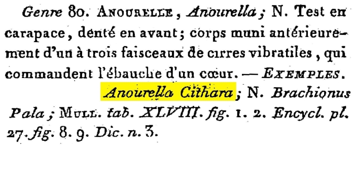 Anourella cithara - Original description image
