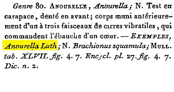Anourella luth - Original description image