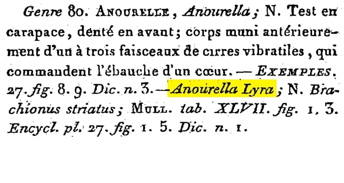 Anourella lyra - Original description image