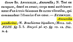 Anourella pandurina - Original description image