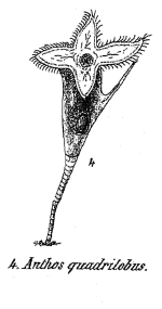 Anthos quadrilobus - Original description image