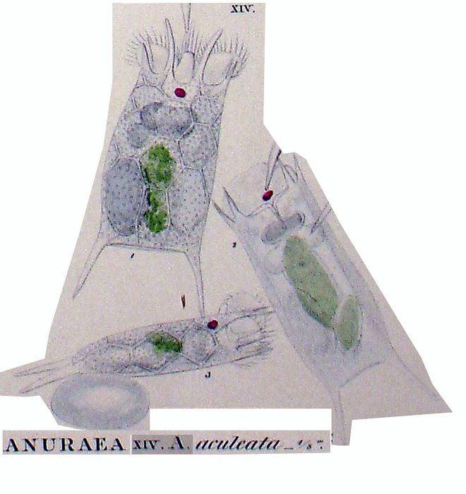 Anuraea aculeata Anuraea aculeata