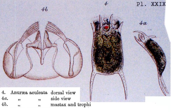 Anuraea aculeata Anuraea aculeata