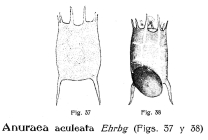 Anuraea aculeata