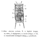 Anuraea aculeata