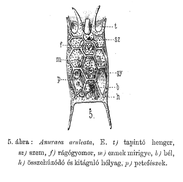 Anuraea aculeata Anuraea aculeata