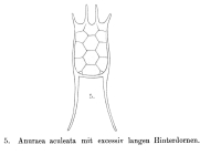 Anuraea aculeata