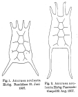 Anuraea aculeata