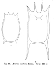 Anuraea aculeata