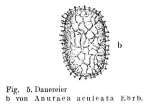 Anuraea aculeata