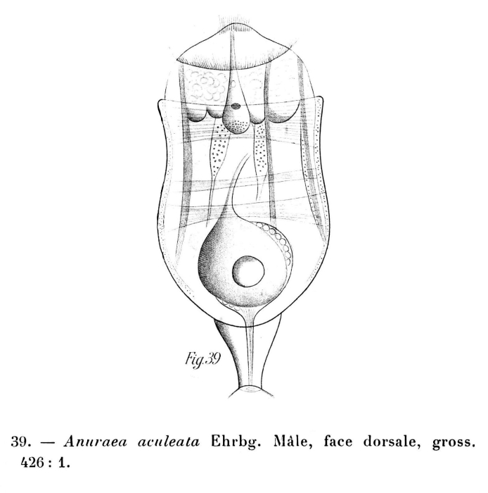 Anuraea aculeata Anuraea aculeata