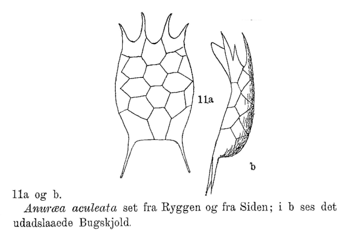 Anuraea aculeata Anuraea aculeata